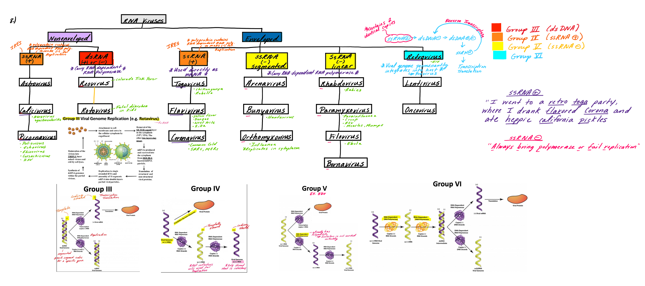 Microbiology & Immunology Basics Study Guide